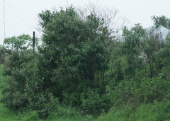 Buddleja salviifolia