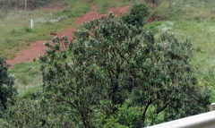 Buddleja salviifolia