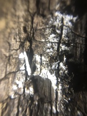 Fungi