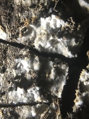 Fungi