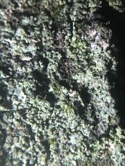 Fungi