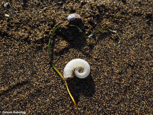 photo of Ram's Horn Squid (Spirula spirula)