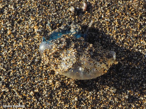 photo of Portuguese Man O' War (Physalia physalis)