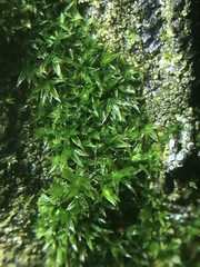 Bryophyta