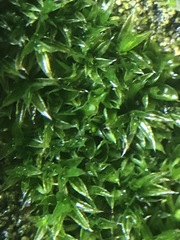 Bryophyta