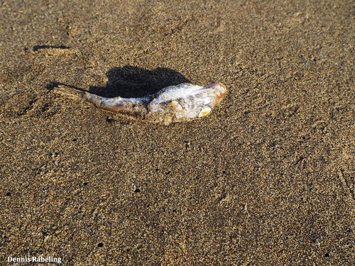 photo of Guinean Puffer (Sphoeroides marmoratus)