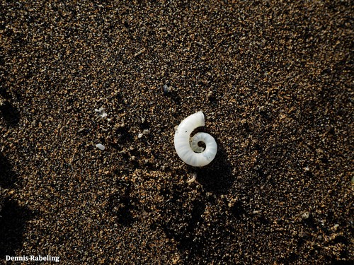 photo of Ram's Horn Squid (Spirula spirula)