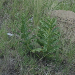 Xysmalobium undulatum