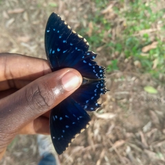 Charaxes tiridates tiridates
