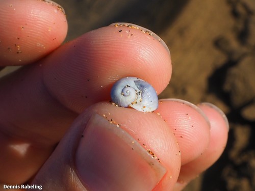 photo of Violet Sea Snail (Janthina janthina)