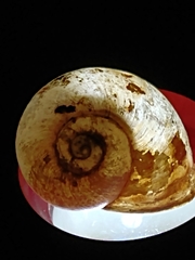 Planorbarius corneus