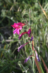 Gladiolus dubius