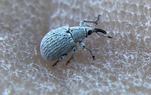 iNaturalist observation photo of Pear-shaped Weevils