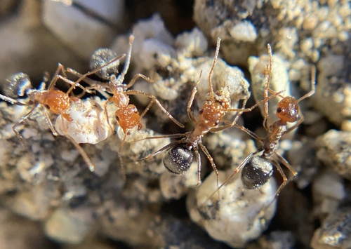iNaturalist observation photo of Endiodioctes