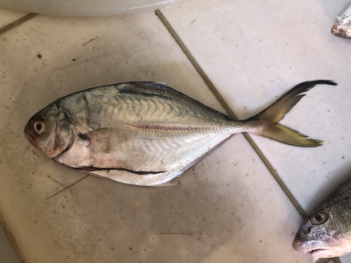 Bluntnose jack (Hemicaranx amblyrhynchus) — Carangidae — 3