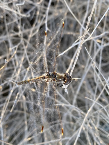 iNaturalist observation photo of Variegated Meadowhawk
