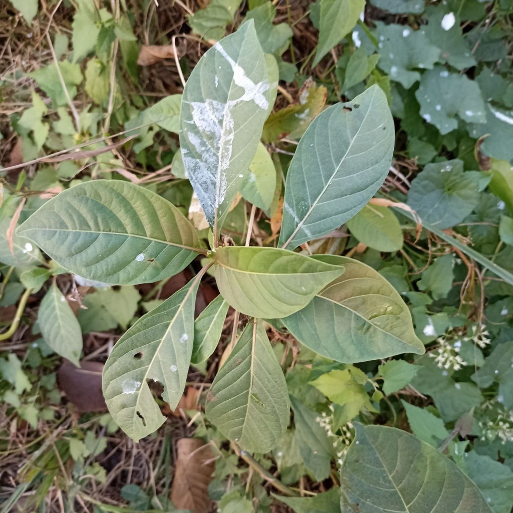 plants from Birtamode, Nepal on January 20, 2022 at 11:55 PM by prabhat ...