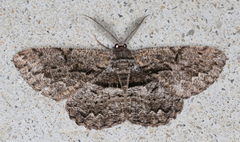 Scioglyptis canescaria