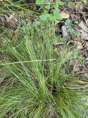 Carex leptalea
