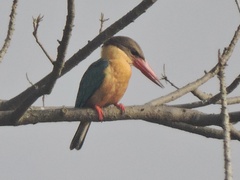 Pelargopsis capensis