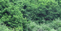 Dalbergia obovata