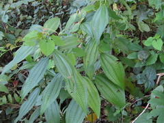 Miconia laevigata