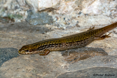 Diploglossidae