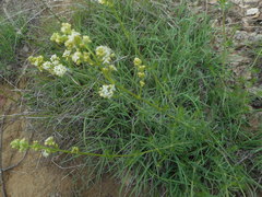 Galium lucidum