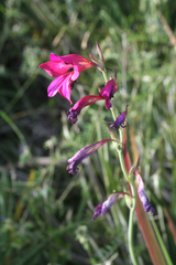 Gladiolus dubius