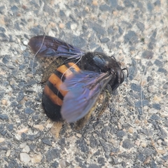 Xylocopa frontalis