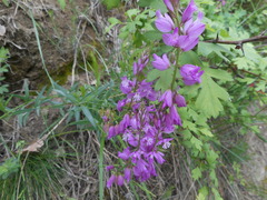 Polygala nicaeensis