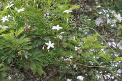 Jasminum angulare