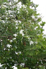 Jasminum angulare