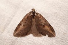 Chesias isabella