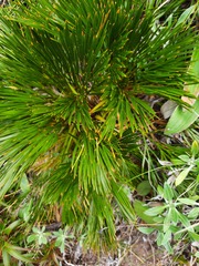 Aciphylla divisa