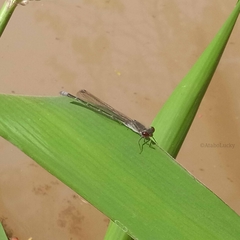 Pseudagrion hamoni