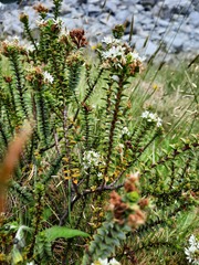 Veronica buchananii