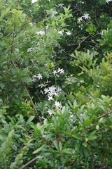 Jasminum angulare