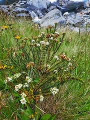 Veronica buchananii