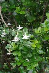 Jasminum angulare
