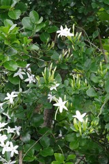 Jasminum angulare