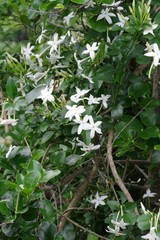 Jasminum angulare