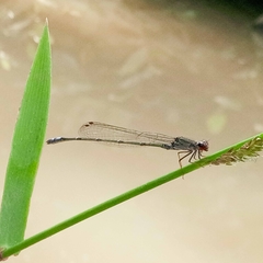 Pseudagrion sublacteum