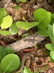 Anolis sagrei