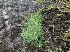 Chrysosplenium oppositifolium