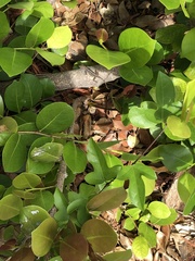Anolis sagrei