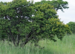 Vachellia karroo