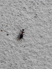 Anthelephila pedestris