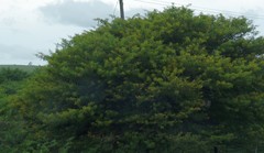 Vachellia karroo