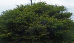 Vachellia karroo